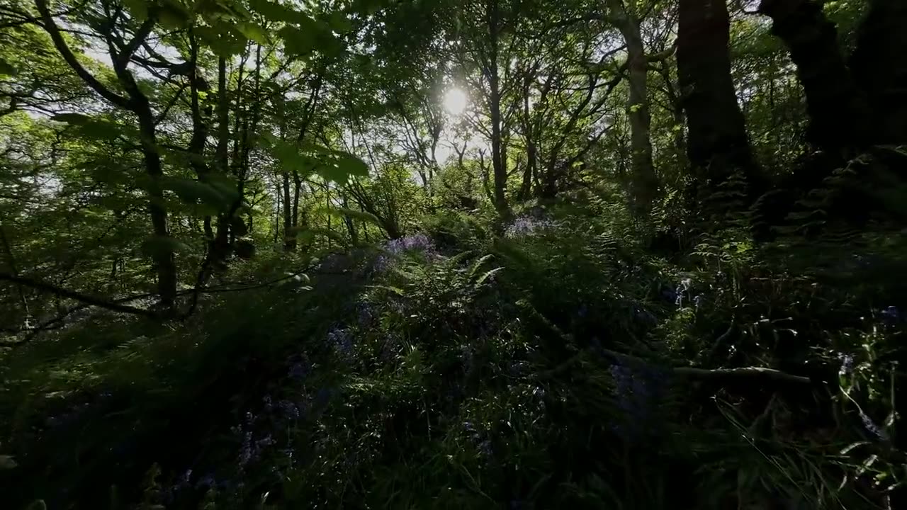 Vuelo de dron sobre un bosque con rayos de sol