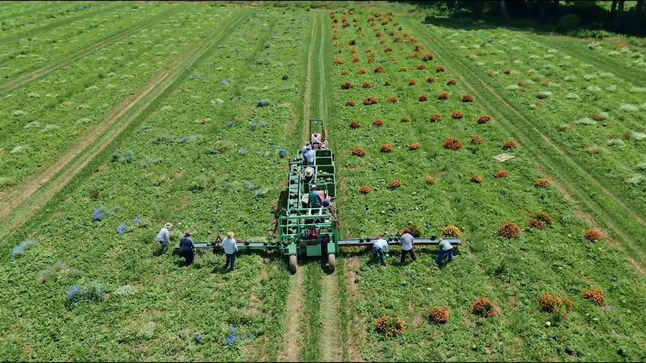 Vista aérea de un campo verde mientras un equipo cosecha
