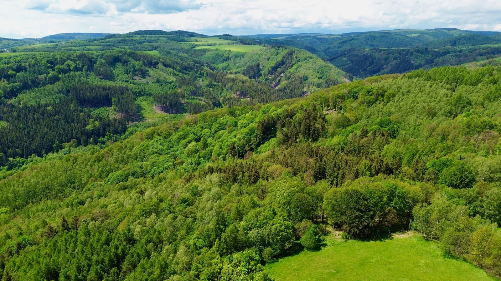 Completar la misión forestal: bosques diversos y menos inflamables