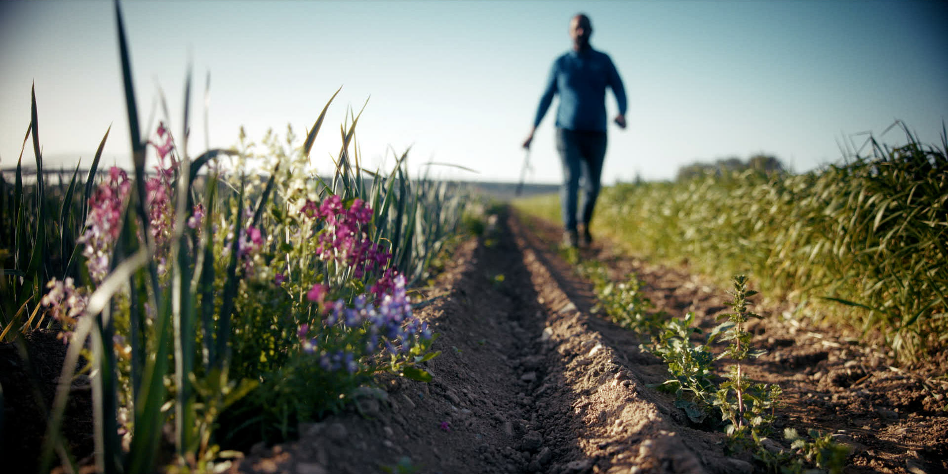Un agricultor recorre los surcos de sus cultivos