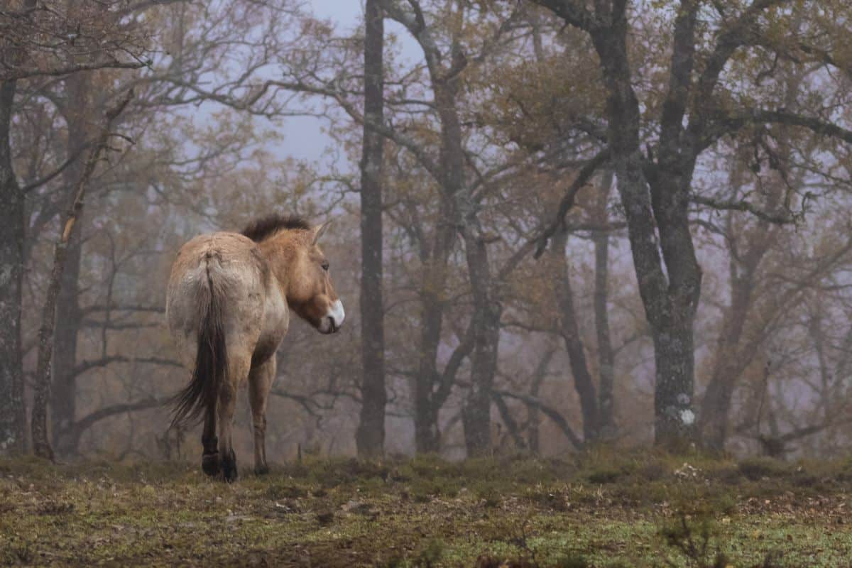 Devolver a los grandes herbívoros al paisaje